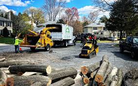 Trusted North Middletown, NJ Tree Services Experts