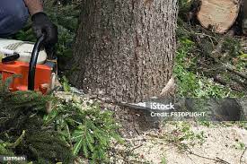 Best Tree Removal  in North Middletown, NJ