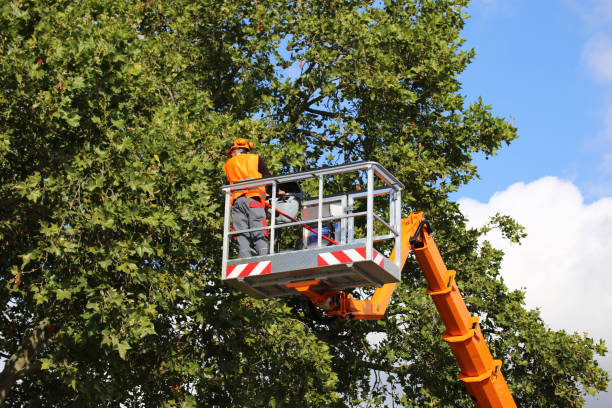 Best Root Management and Removal  in North Middletown, NJ