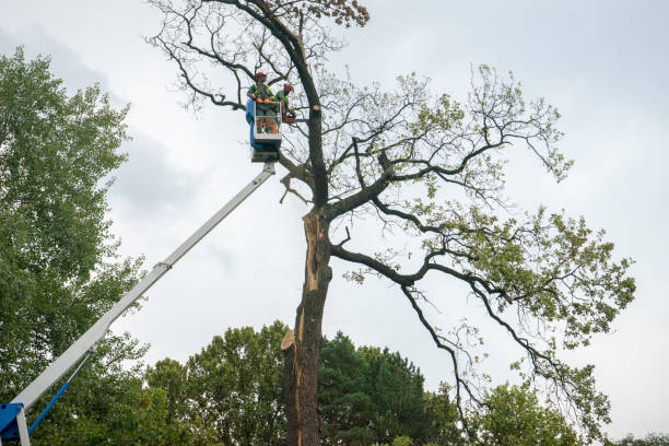 Mulching Services in North Middletown, NJ