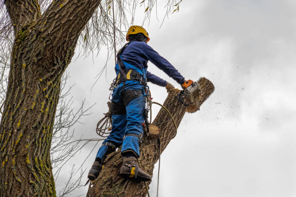 Best Arborist Consultation Services  in North Middletown, NJ