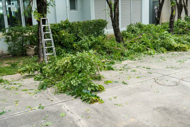 Best Root Management and Removal  in North Middletown, NJ