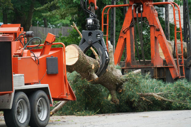 Best Tree Risk Assessment  in North Middletown, NJ