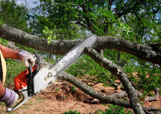 Best Lawn Grading and Leveling  in North Middletown, NJ