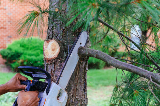 Best Lawn Pest Prevention  in North Middletown, NJ