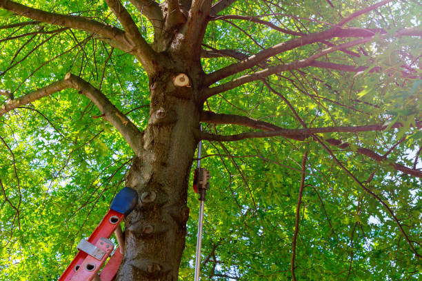 How Our Tree Care Process Works  in  North Middletown, NJ